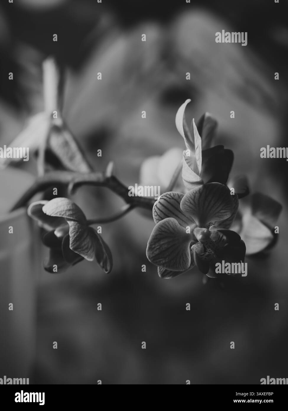 Splendidi ed eleganti fiori d'orchidea bianchi e neri catturati con Soft Focus per un'estetica bellissima Foto Stock