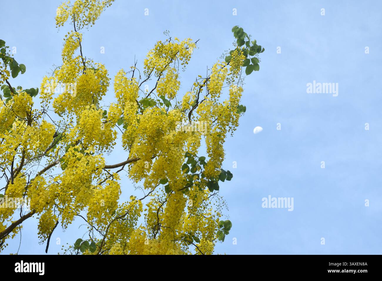 doccia d'oro con fiori tropicali che sbocciano rendendo l'estate colorata e la luna in giardino Foto Stock