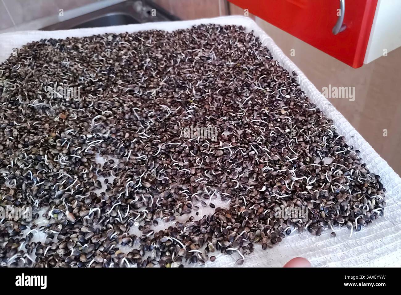 Semi di canapa germogliati. semi di cannabis su un asciugamano Foto Stock