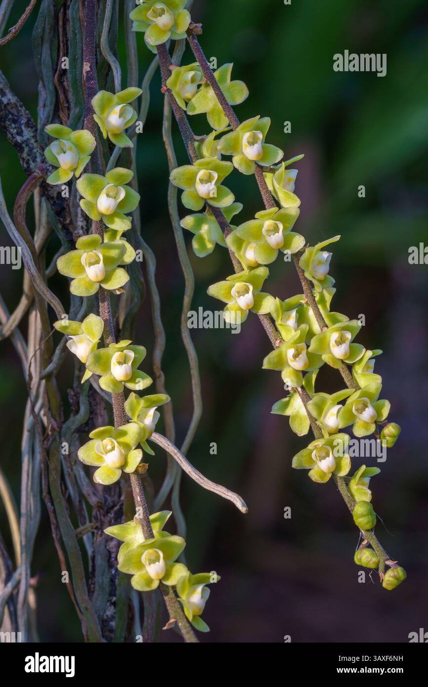 Vista ravvicinata delle specie di orchidee epifitiche tropicali chiloschista viridiflava senza foglie con fiori gialli verdi e bianchi isolati su sfondo naturale Foto Stock