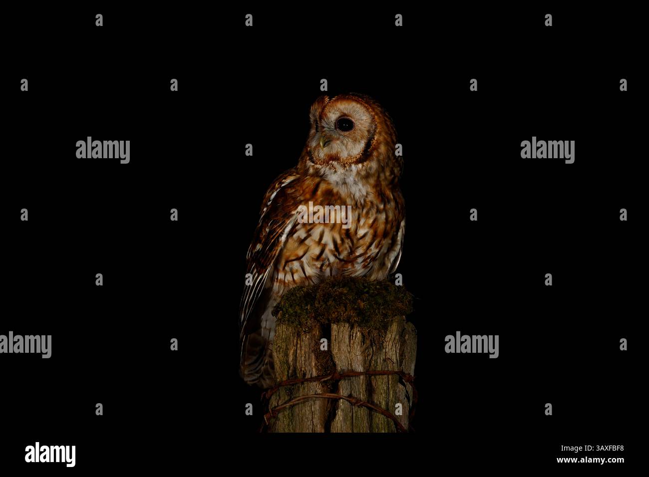 La notte Tawny gufo il nostro uccello preda nativo Foto Stock