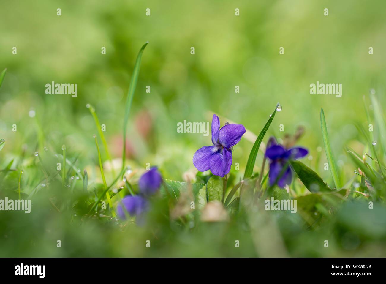 Viola profumata, Viola odorata L. , fiori primaverili blu e viola scuro su uno sfondo di erba con gocce di pioggia sui petali. Foto Stock