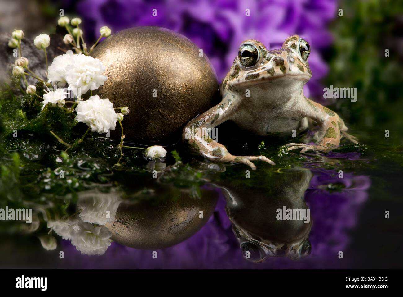 Rospo di Grean con una palla dorata circondata da fiori Foto Stock