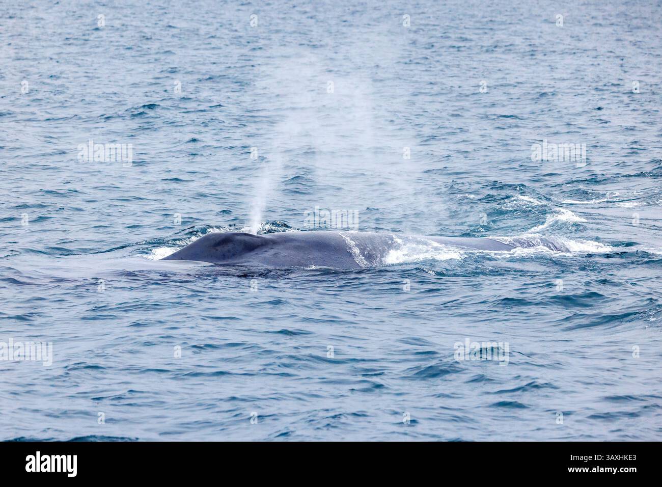 Balena azzurra, Balaenoptera musculus, superfici per espellere l'aria attraverso il suo blowhole. Il mammifero marino è l'animale più grande del pianeta e la vede Foto Stock