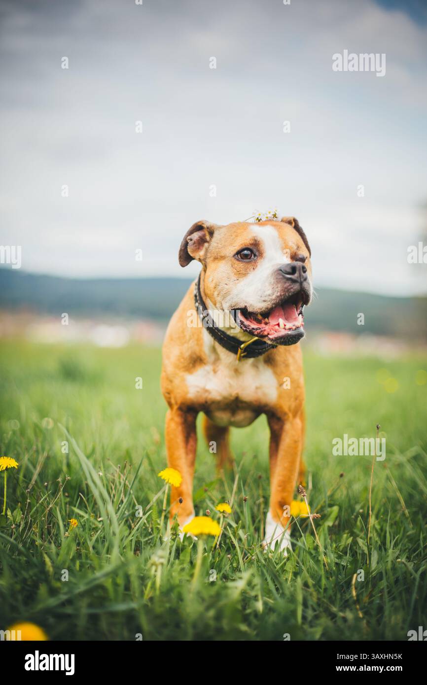 Un occhio American Pit Bull Terrier Foto Stock
