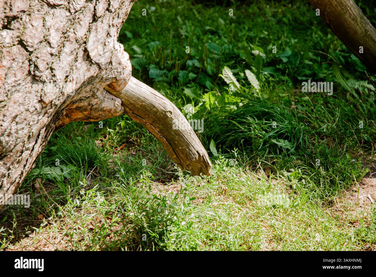 La resilienza della natura, la crescita del tronco di alberi e la scena della foresta verde. Weekend vicino alla foresta e al lago. Foto Stock