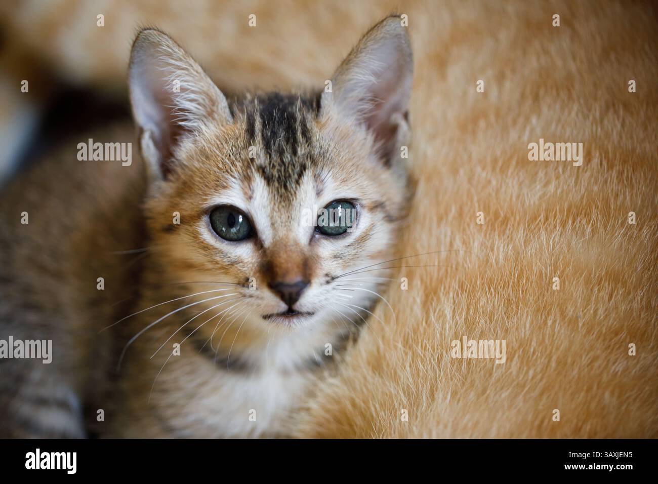 Ritratto di un gattino a righe grigie, mente e guarda la macchina fotografica, sullo sfondo di una gatta madre. Foto Stock