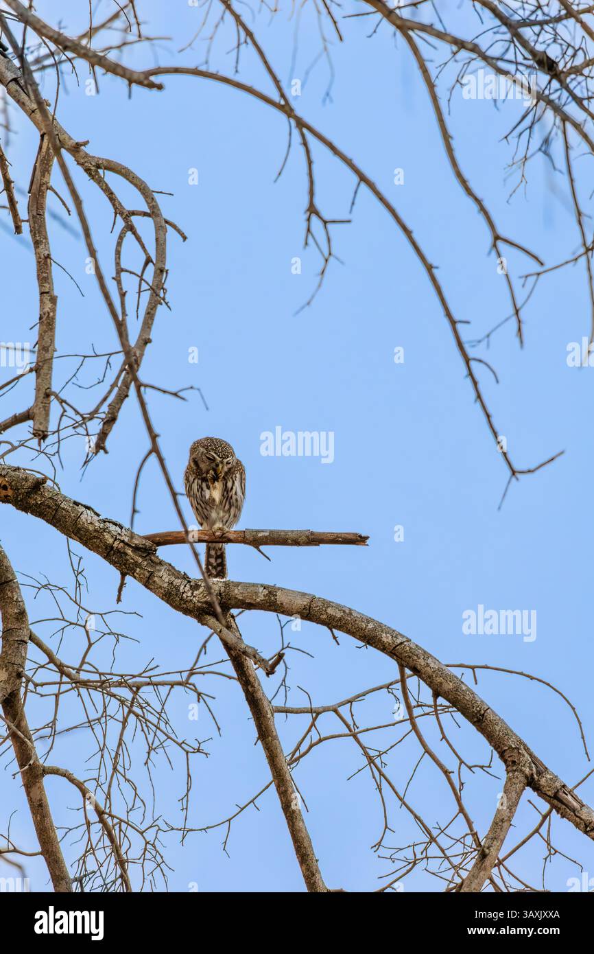 Un gufo pigmeo seduto su un ramo d'albero in Sud Africa Foto Stock