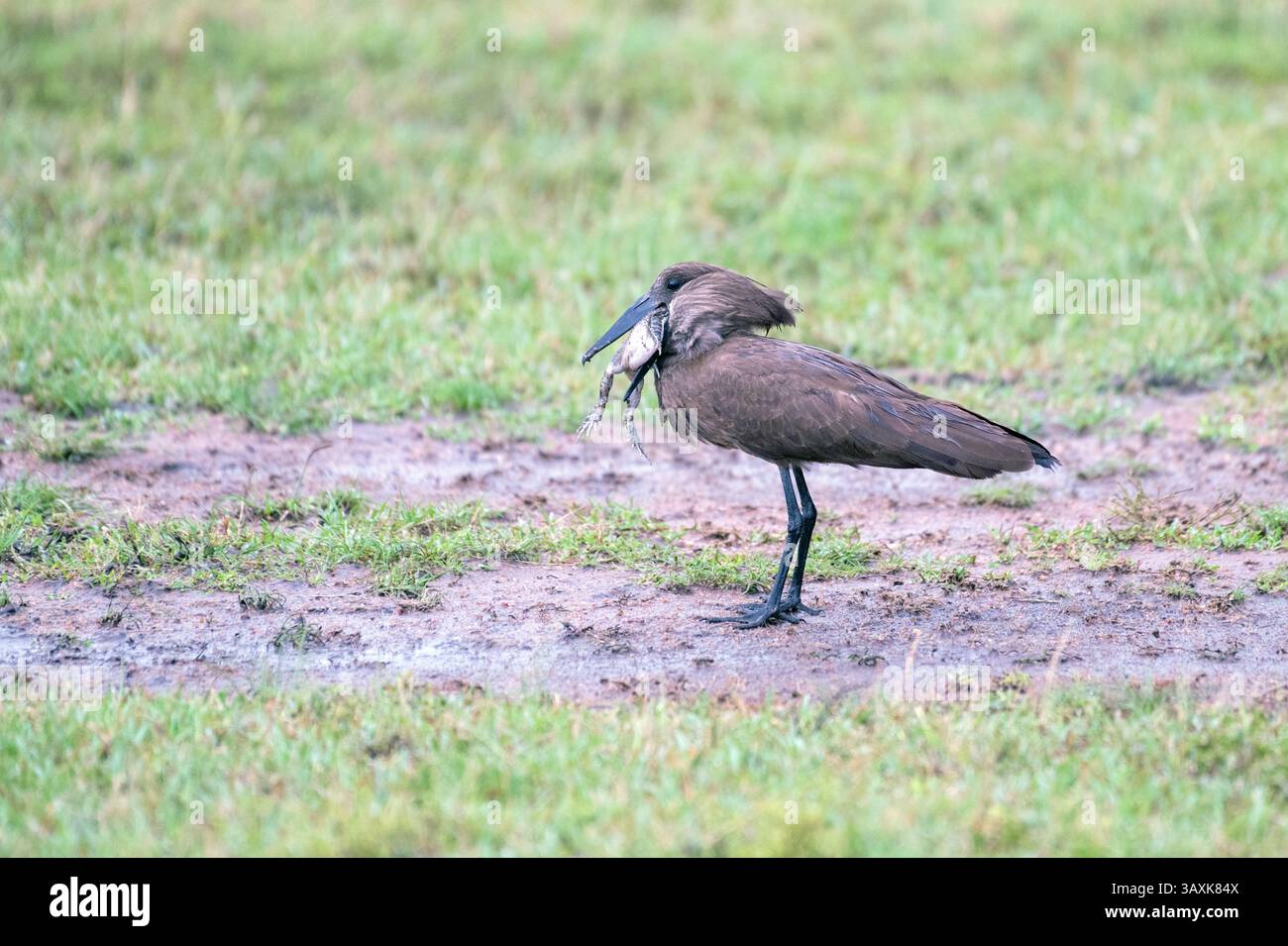 Hamerkop (Scopus umbretta). L'uccello ha preso una rana, che sembra troppo grande per ingoiare Foto Stock