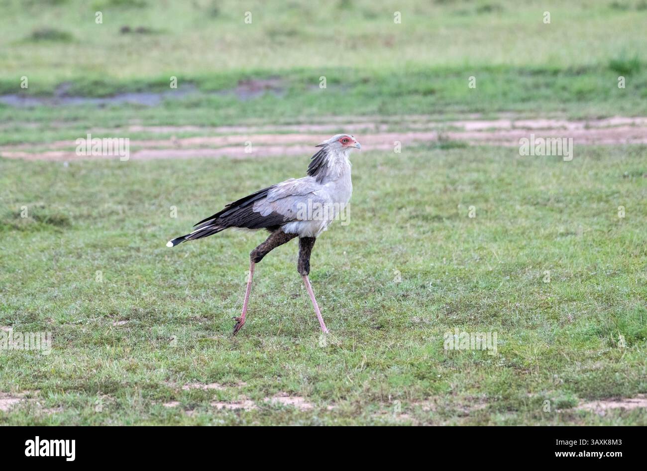 Segretario uccello (Sagittarius serpentarius), che si prepara sulla savana aperta Foto Stock