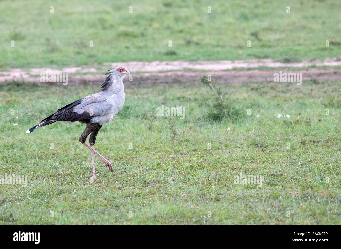 Segretario uccello (Sagittarius serpentarius), che si prepara sulla savana aperta Foto Stock