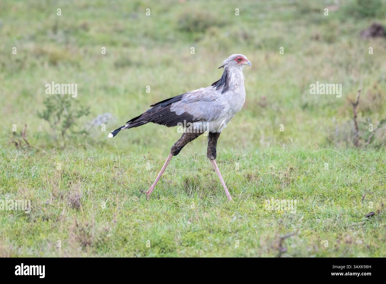 Segretario uccello (Sagittarius serpentarius), che si prepara sulla savana aperta Foto Stock