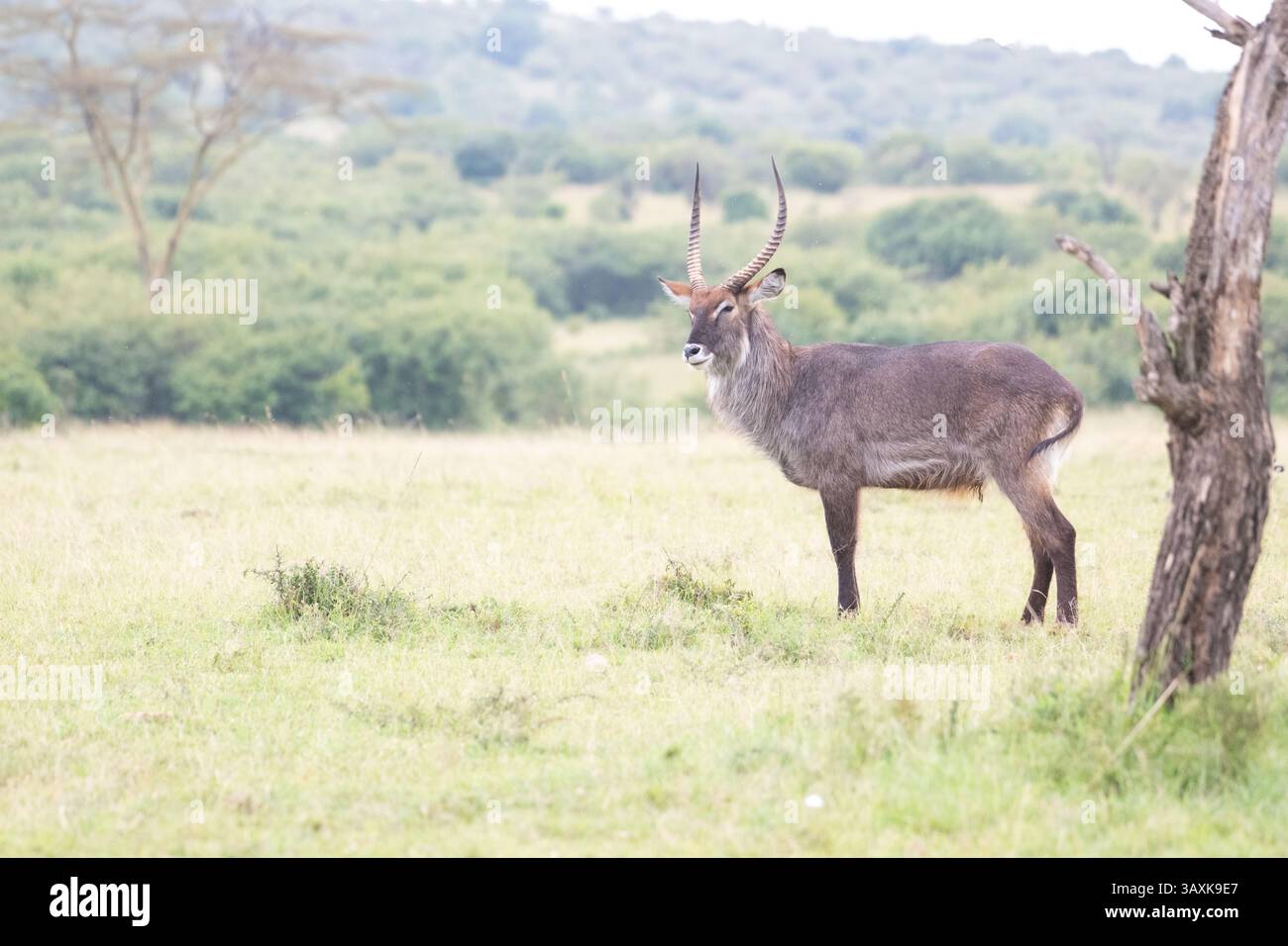 Waterbuck maschio (Kobus elliipsiprymnus) Foto Stock