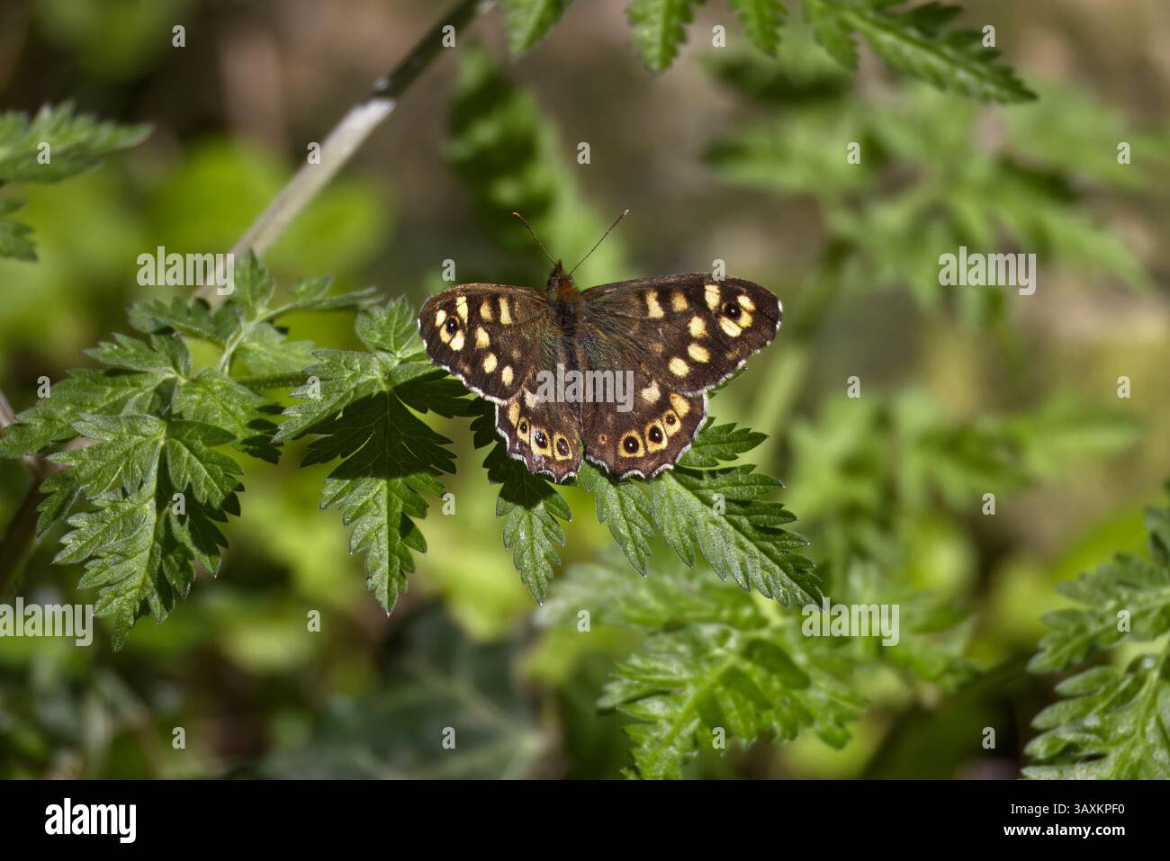 Farfalla in legno macchiato che poggia su foglie verdi Foto Stock