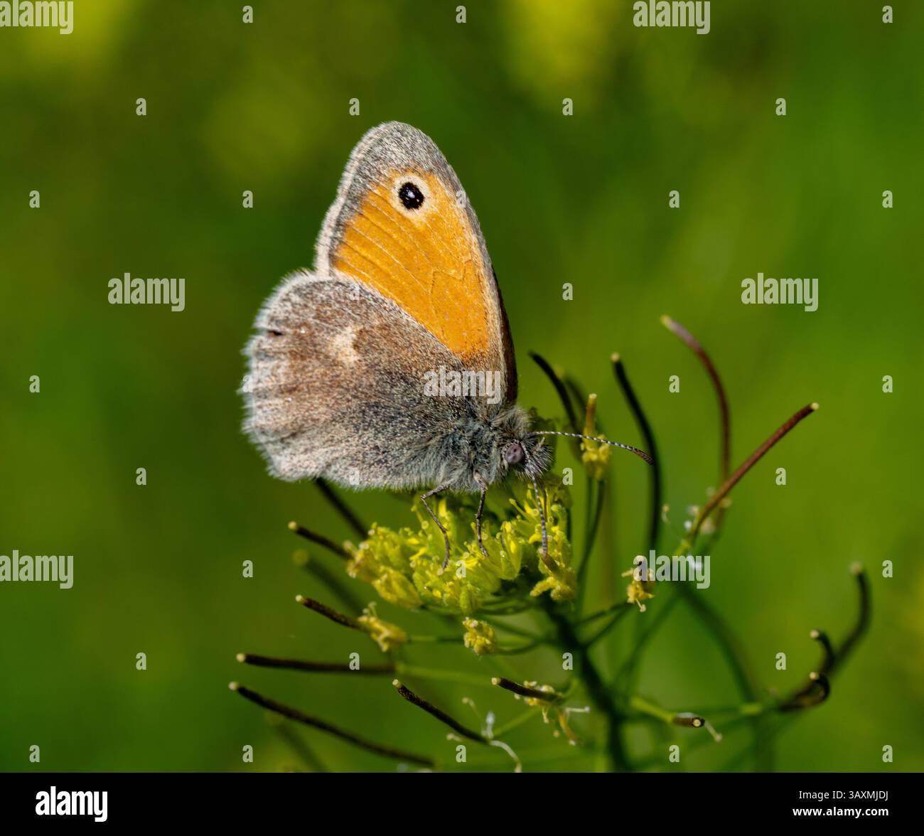 L'immagine mostra una farfalla con ali arancioni sedute su un fiore. La farfalla ha delle distintive macchie nere sulle ali. Lo sfondo presenta blu Foto Stock