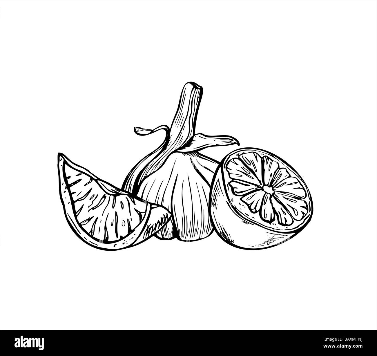 Bulbo d'aglio bianco vettoriale intero e disegno a linee di limone con inchiostro nero. Frutta e verdura sana per libri di cucina, blog di salute Illustrazione Vettoriale