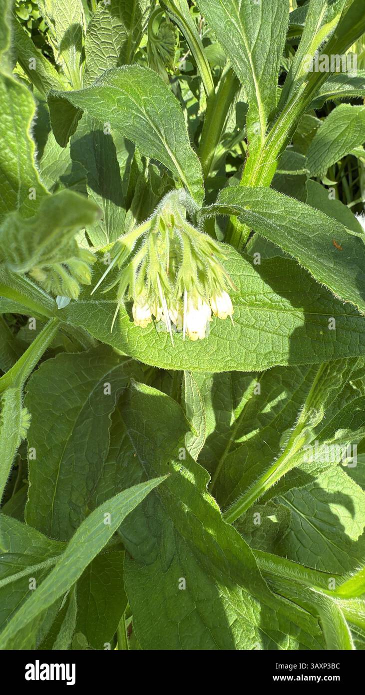 WHITE DEAD NETTLE Lamium album, foto: Tony Gale Foto Stock