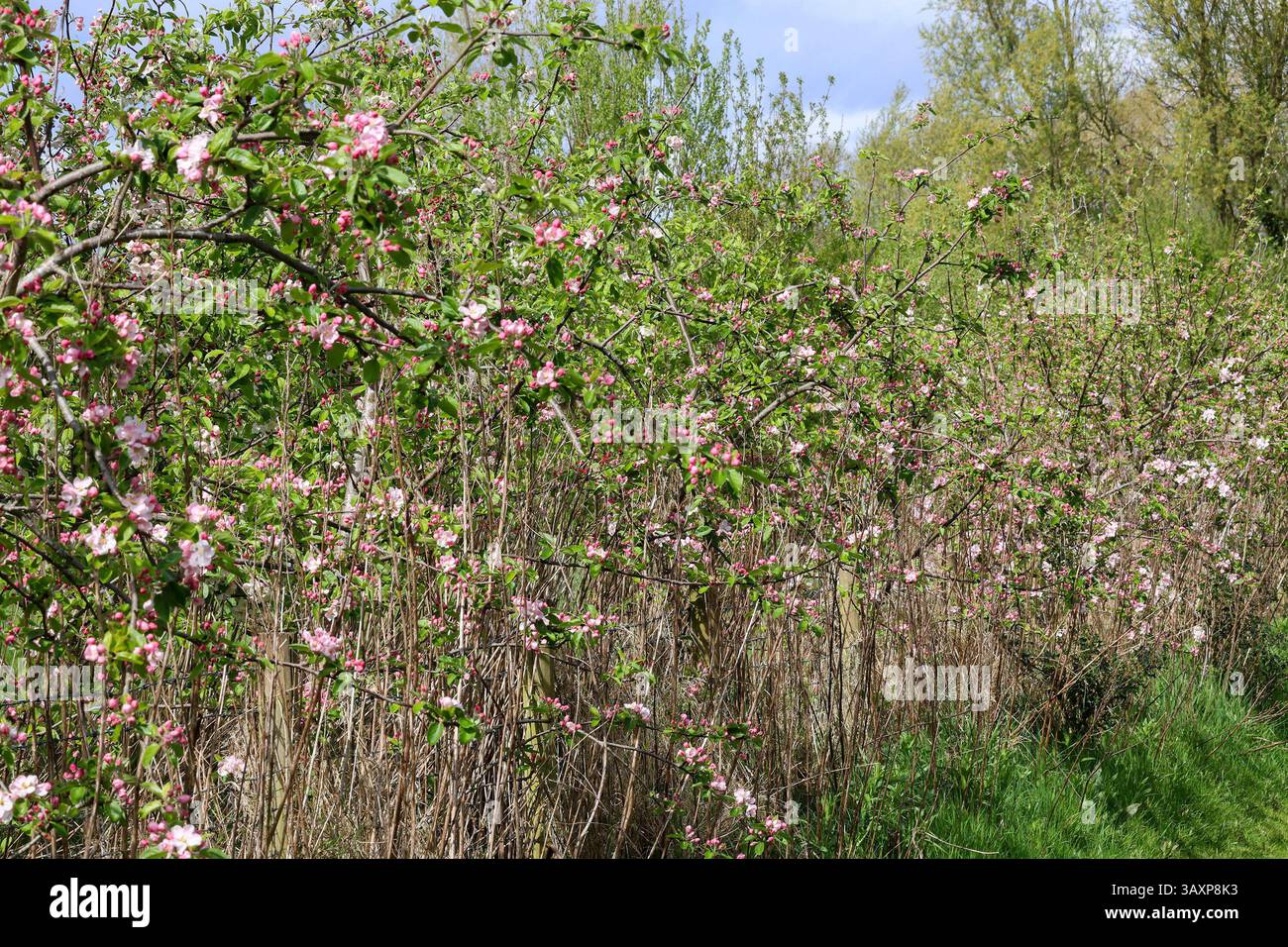 Lough Neagh, Contea di Armagh, Irlanda del Nord, Regno Unito. 21 aprile 2025. Tempo nel Regno Unito - una giornata mista di sole e forti docce di tuoni. Temperature intorno a 10C. Fiore di mele rosa in piena fioritura. Crediti: CAZIMB/Alamy Live News. Foto Stock