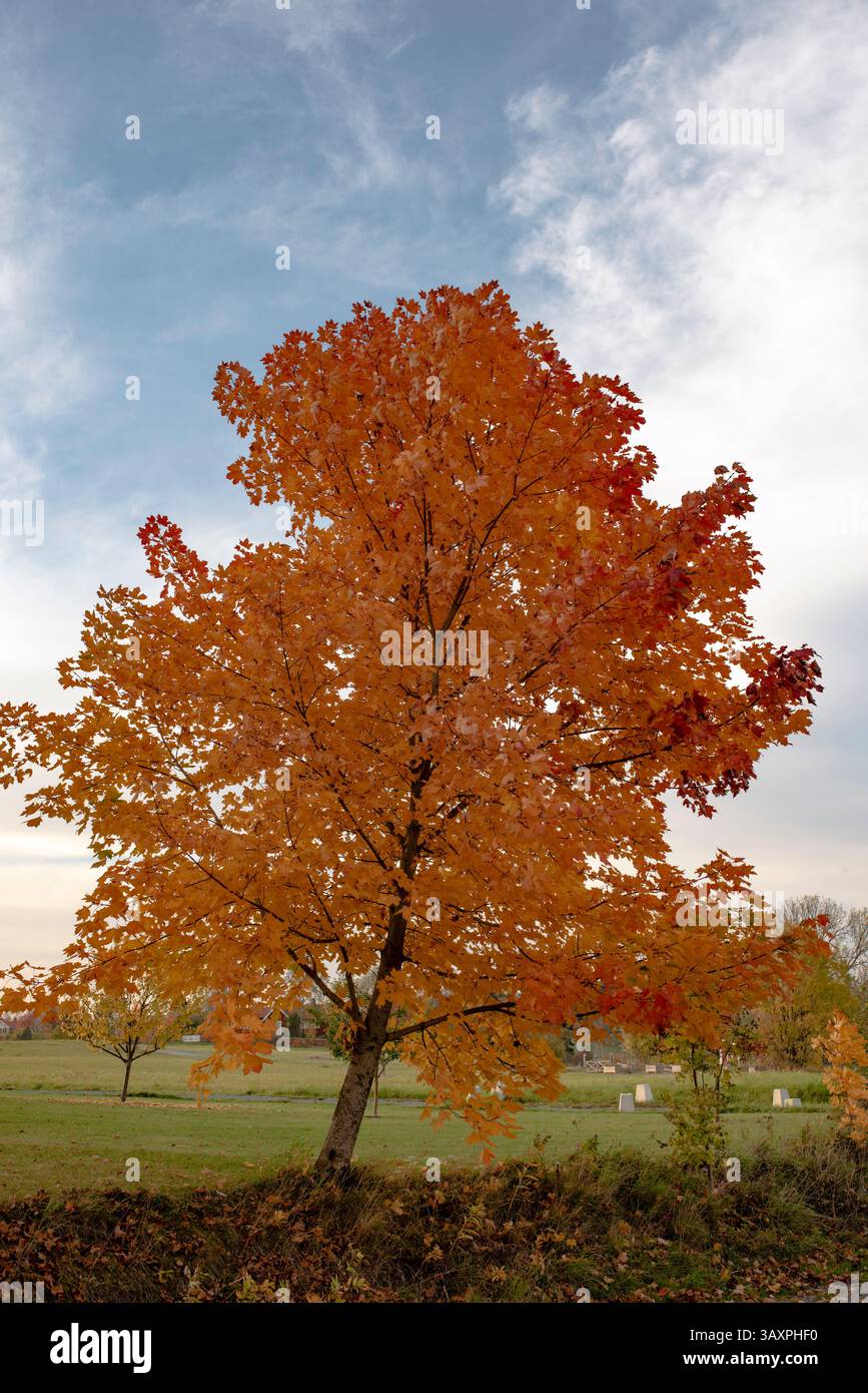 Colori affascinanti e forti sugli alberi in autunno. Foto Stock