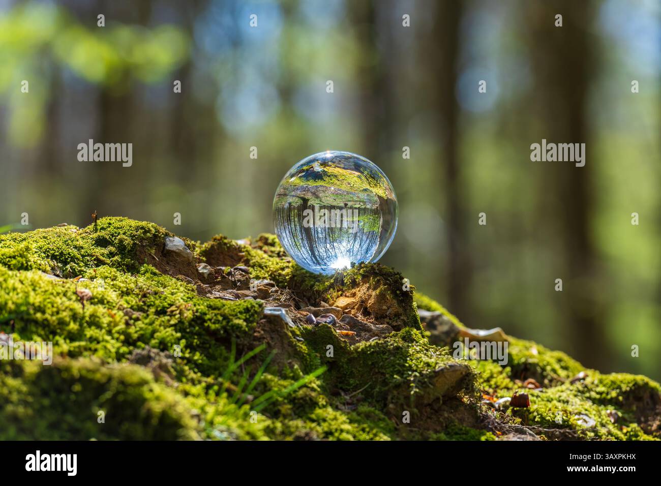 Alberi girati attraverso una lente/sfera di cristallo a Kings Woods a Challock vicino ad Ashford nel Kent, in Inghilterra Foto Stock