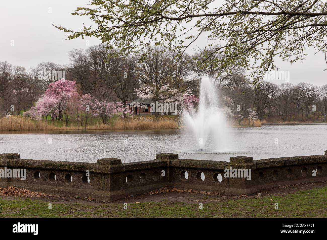 I ciliegi in fiore sbocciano intorno a un tranquillo lago nel Branch Brook Park. Una tenue fontana sorge in mezzo a un'atmosfera tranquilla Foto Stock