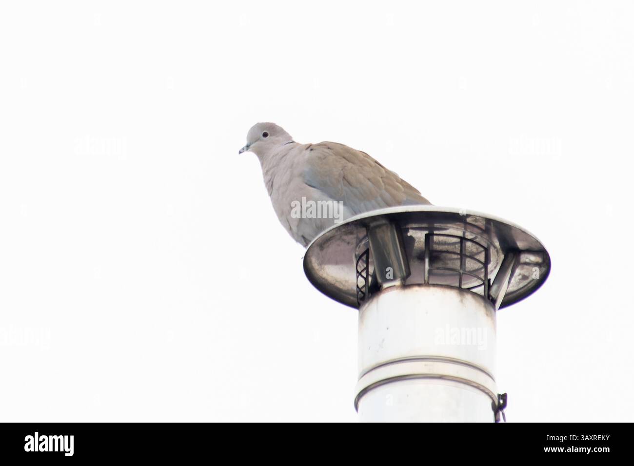 Una Streptopelia decaocto (colomba dal colletto eurasiatico) appollaiata su mobili urbani, che si fonde con il paesaggio cittadino con il suo comportamento calmo. Foto Stock