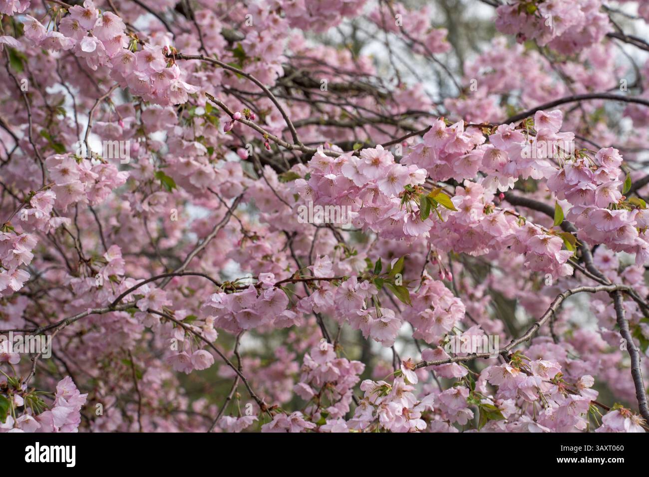 Primo piano rosa sakura. Fiori di ciliegio . Sfondo rosa primavera fiorita. Foto Stock