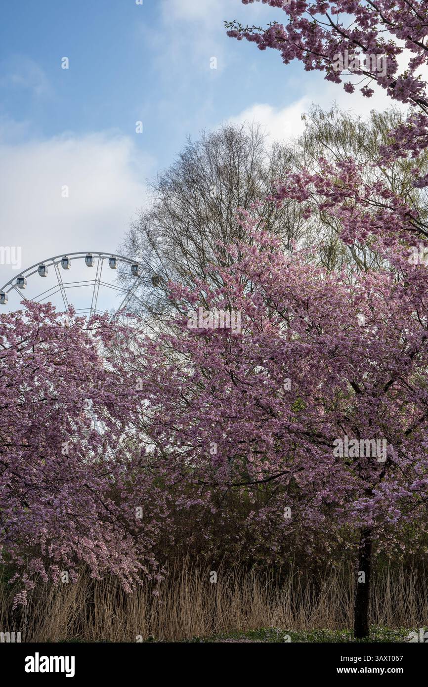Gli alberi sakura rosa fioriscono in primo piano del Parco della Vittoria, riga, con una ruota panoramica bianca visibile sullo sfondo sotto un cielo azzurro. Foto Stock