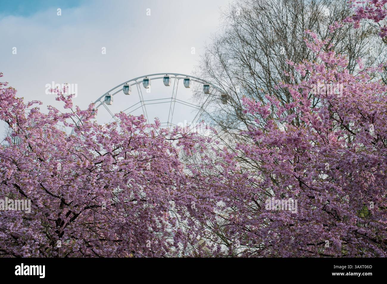 Gli alberi sakura rosa fioriscono in primo piano del Parco della Vittoria, riga, con una ruota panoramica bianca visibile sullo sfondo sotto un cielo azzurro. Foto Stock
