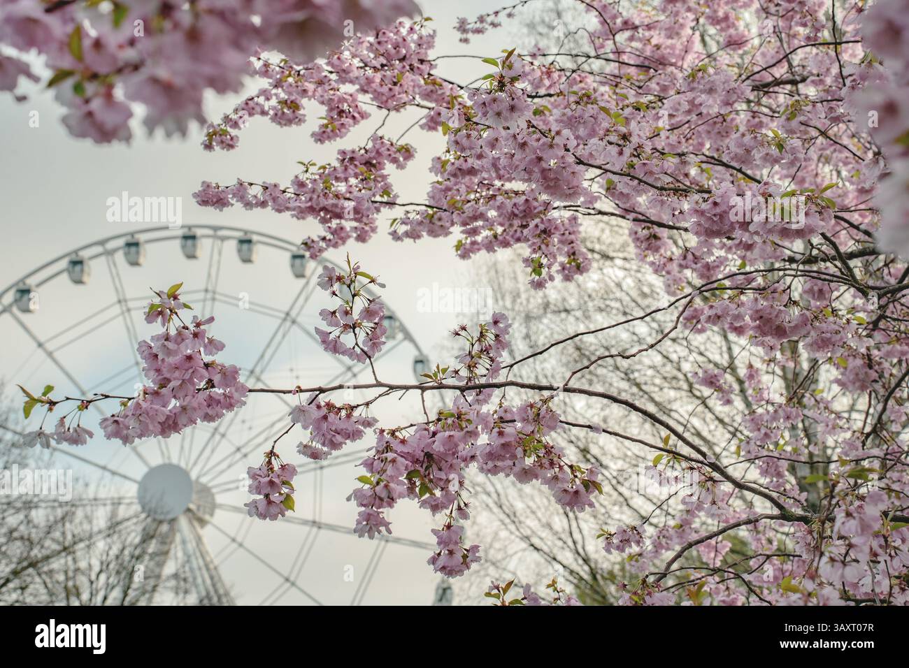 Gli alberi sakura rosa fioriscono in primo piano del Parco della Vittoria, riga, con una ruota panoramica bianca visibile sullo sfondo sotto un cielo azzurro. Foto Stock