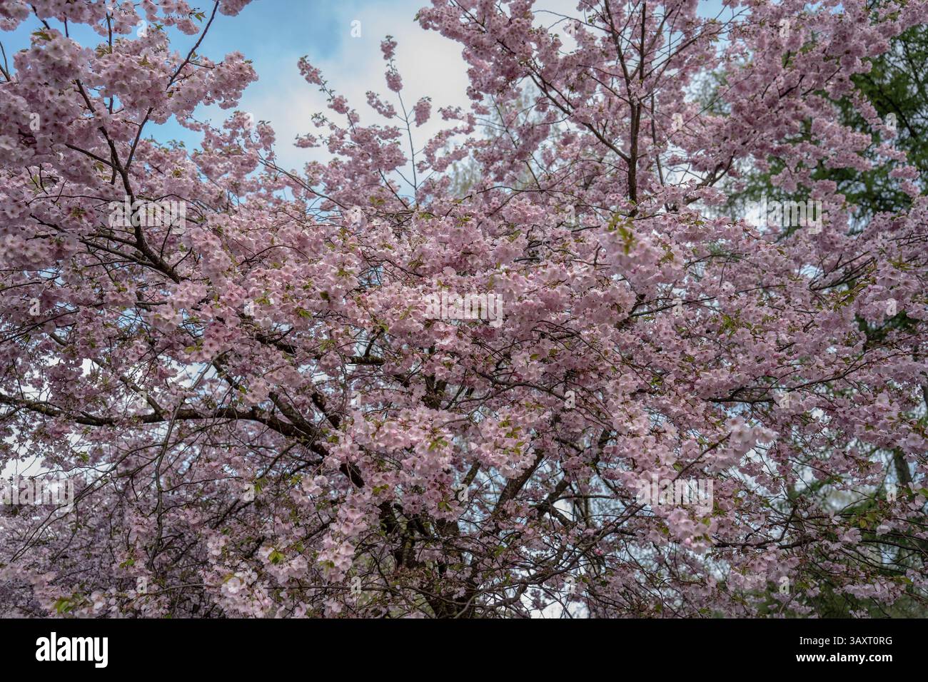 Primo piano rosa sakura. Fiori di ciliegio . Sfondo rosa primavera fiorita. Foto Stock