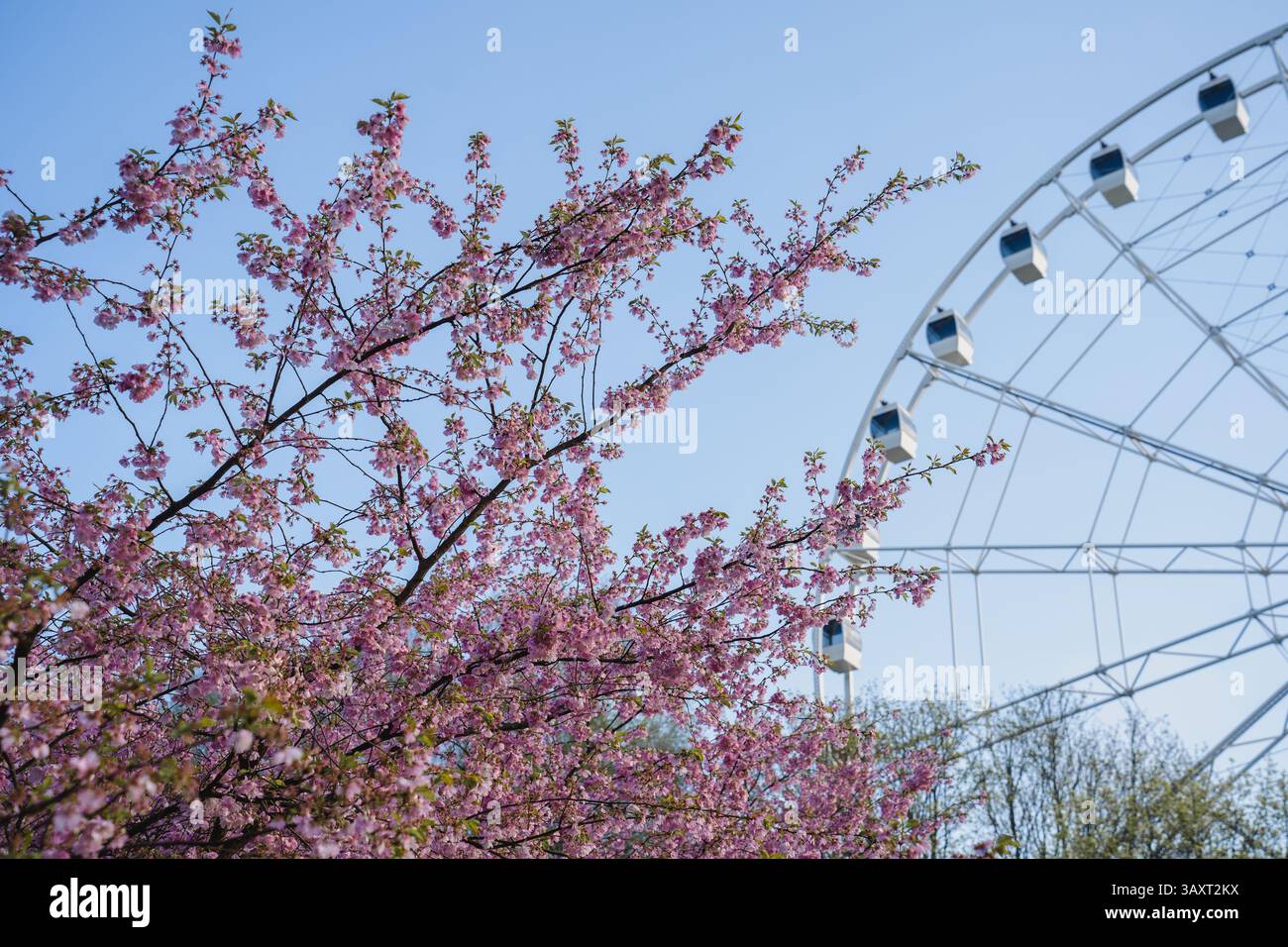 Gli alberi sakura rosa fioriscono in primo piano del Parco della Vittoria, riga, con una ruota panoramica bianca visibile sullo sfondo sotto un cielo azzurro. Foto Stock