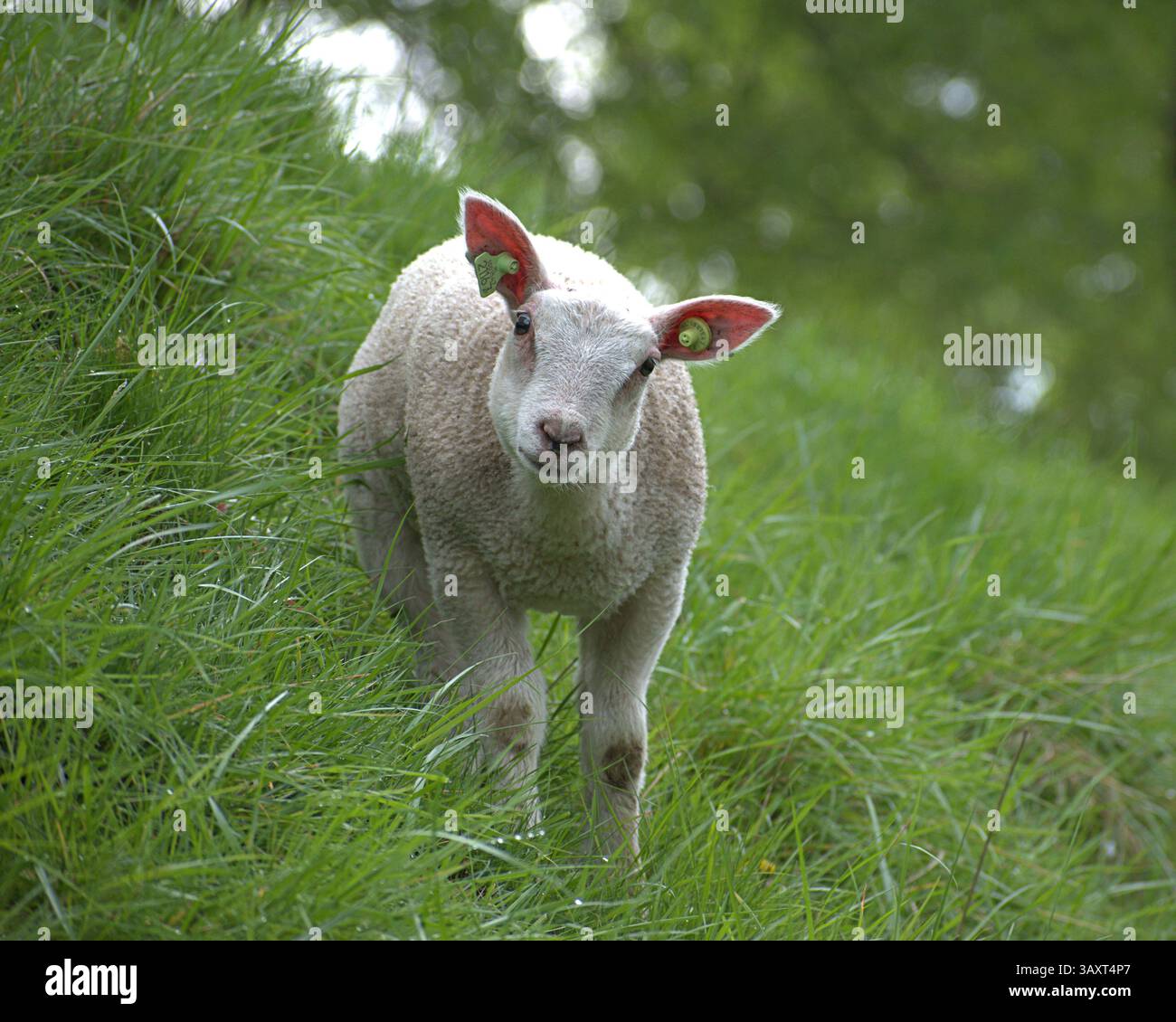 Agnello su una collina Foto Stock