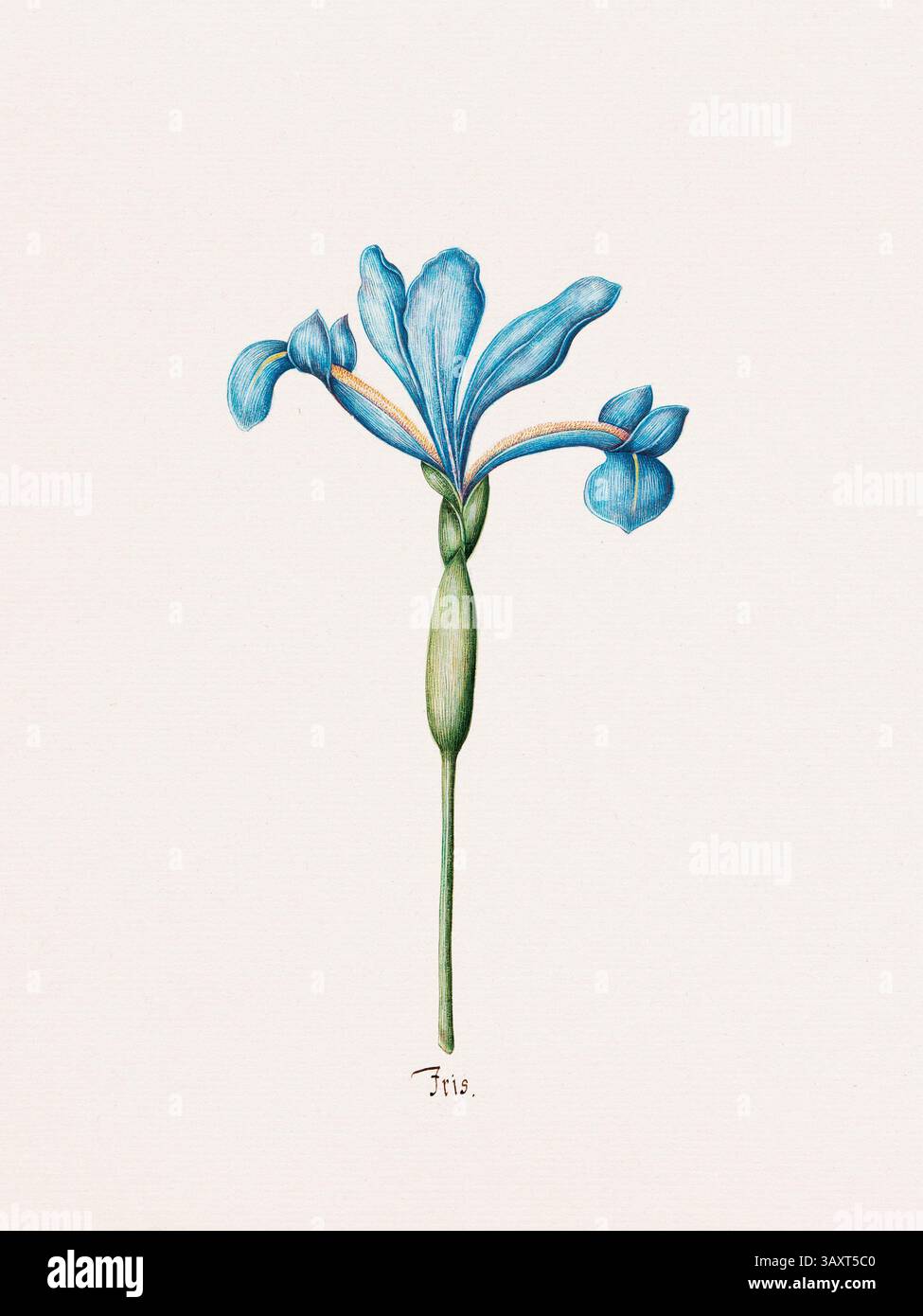 Illustrazione antica di fiori d'acquerello da un libro botanico tedesco del 1692. Raffigurazioni dettagliate della flora della zona temperata. Foto Stock