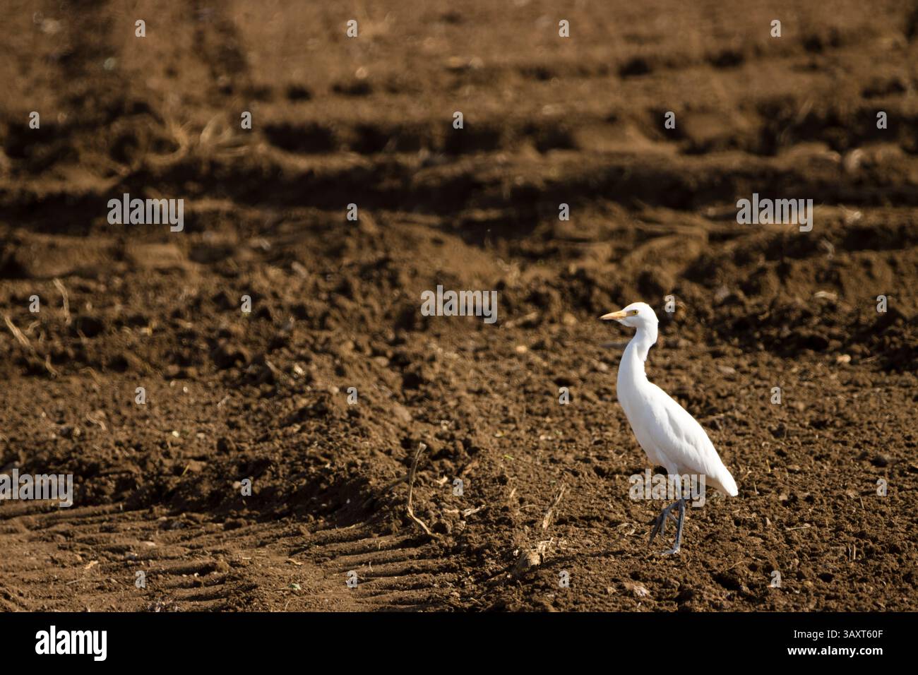 Egret di bestiame che si forgia per il cibo a Gran Canaria, Spagna Foto Stock