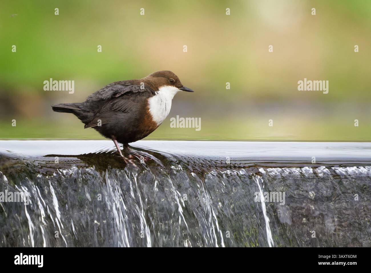 Cinclus cinclus, alias cucchiaia dalla gola bianca. Raro uccello d'acqua nel suo habitat. Natura della repubblica ceca. Isolato su sfondo chiaro e sfocato. Foto Stock