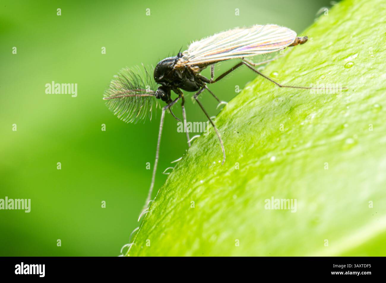 Un indizio Chironomidae maschio. appoggiato su una foglia, che mostra le sue caratteristiche delicate e le sue piccole dimensioni, un insetto comune nelle zone umide e negli ambienti acquatici. Foto Stock