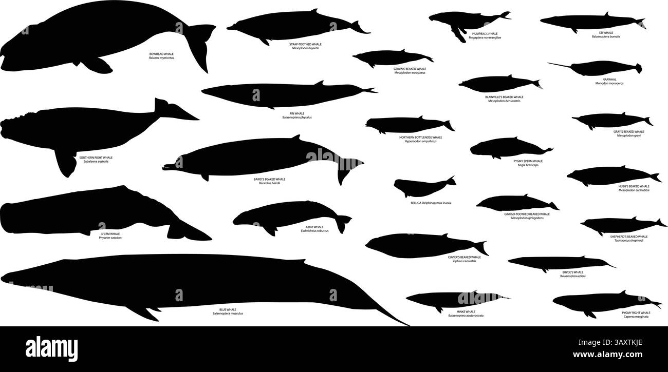 Il set di vettori per le balene e la sagoma immagini dei vettori con nome e nome scientifico Illustrazione Vettoriale