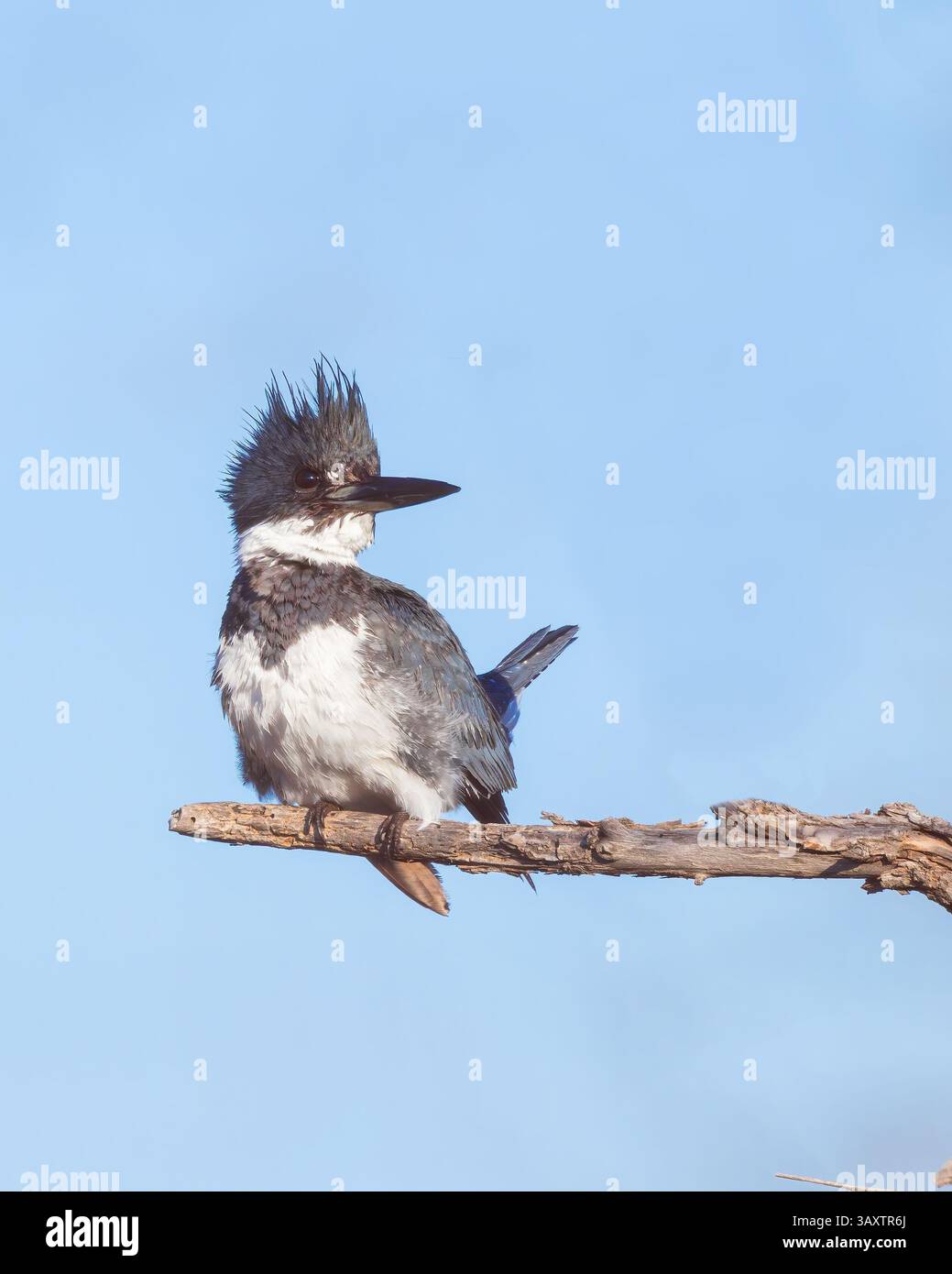 Un maschio Belted Kingfisher osserva con attenzione il suo persico. Foto Stock