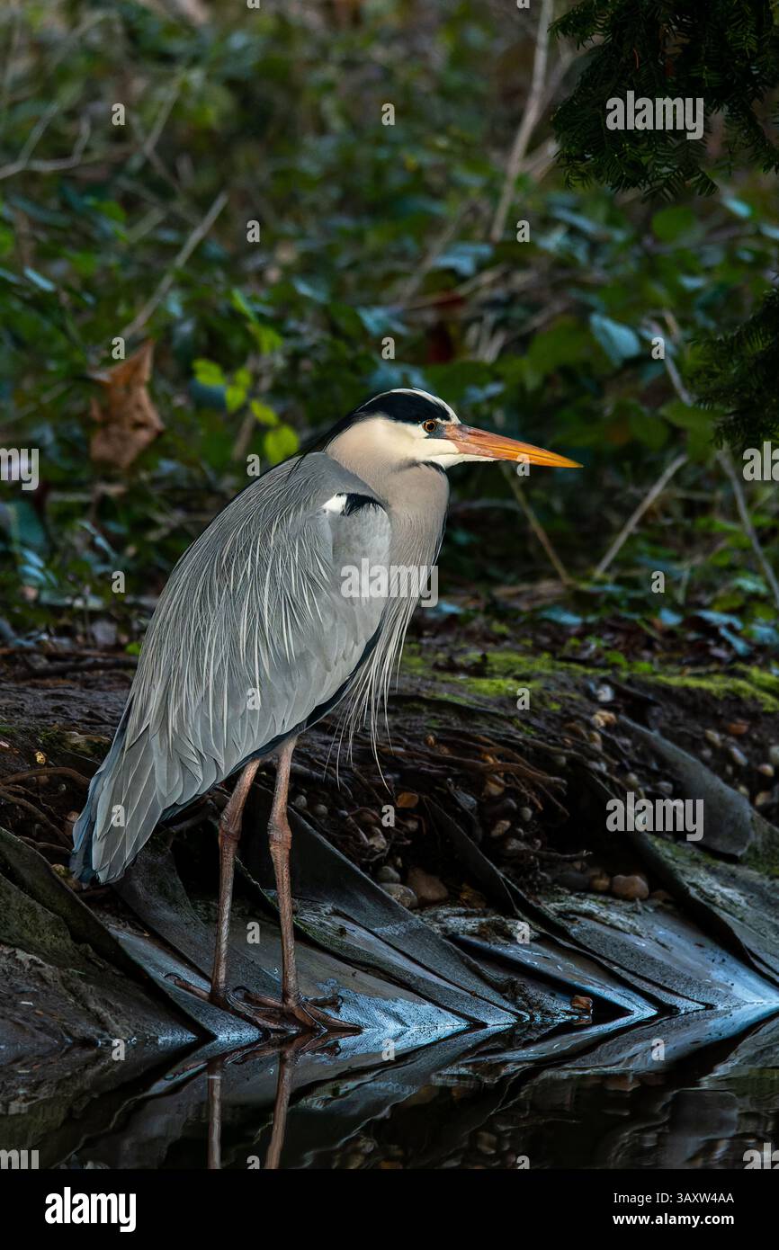 Un Heron grigio (Ardea cinerea) si erge sul bordo dell'acqua, aspettando pazientemente di catturare un pesce con il suo becco affilato. Foto Stock