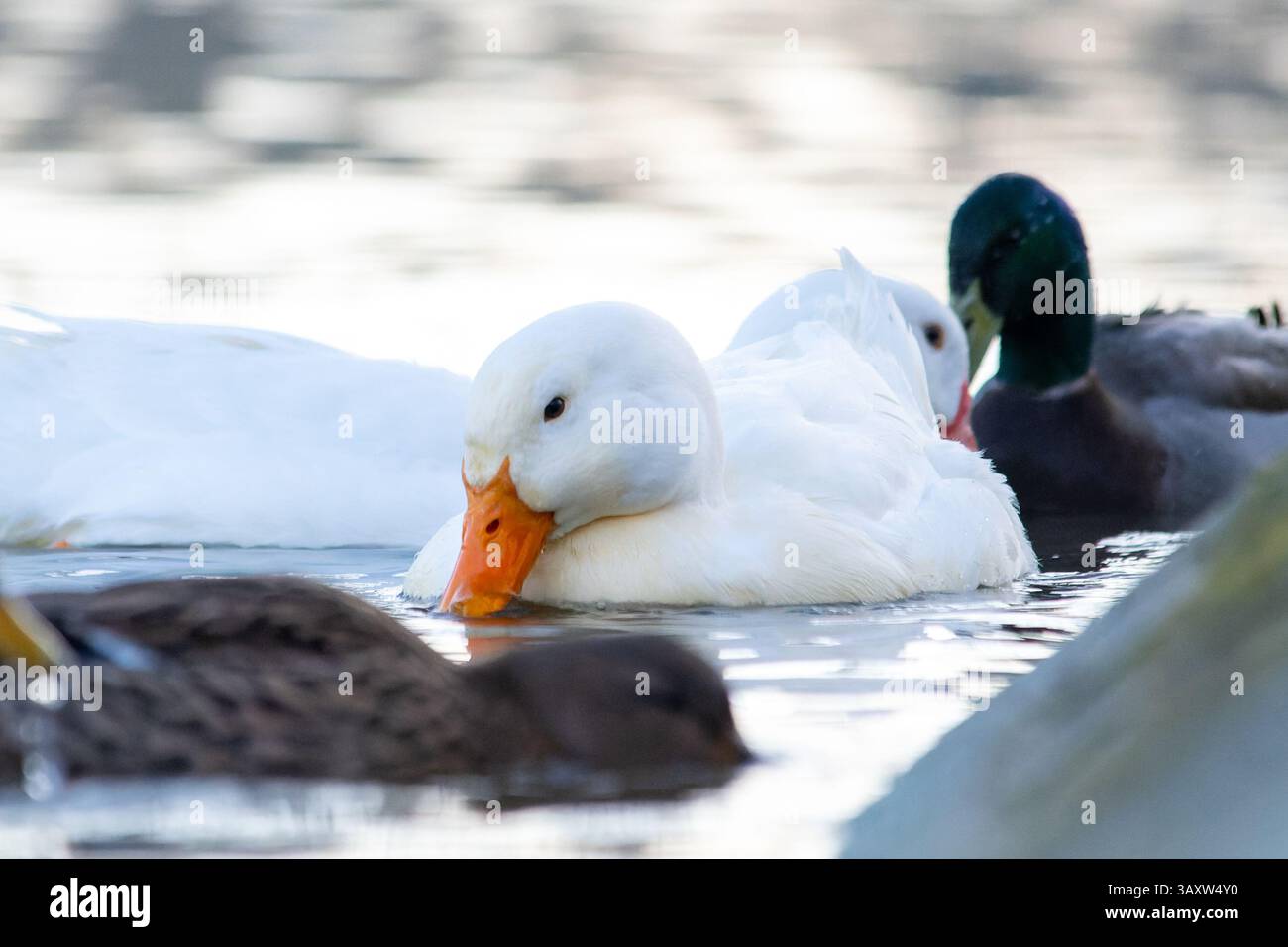 Un'anatra domestica bianca (Anas platyrhynchos) nuota tra i corvi selvatici, mescolandosi con il gruppo nelle acque calme di uno stagno o di un lago. Foto Stock