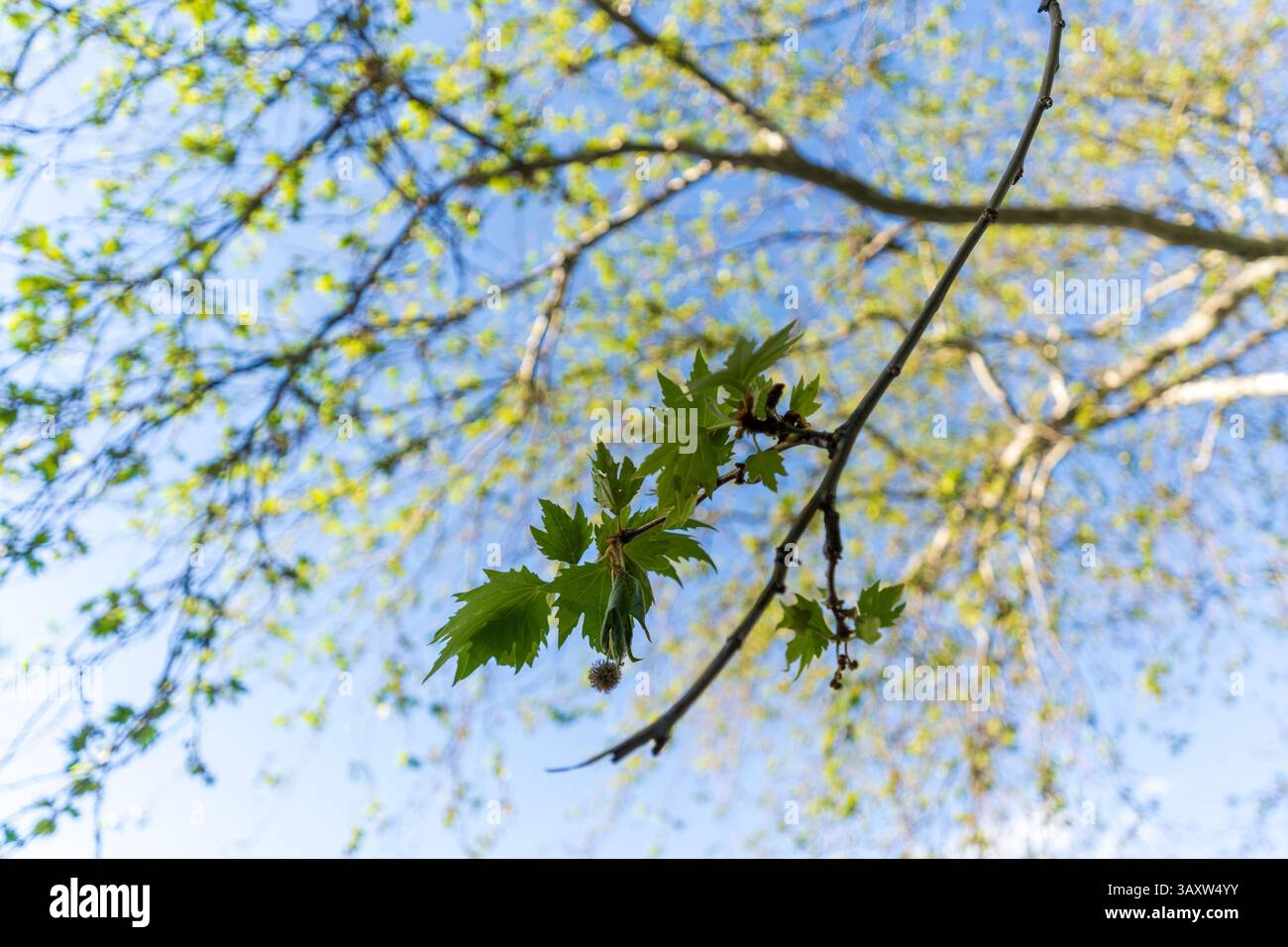 All'ombra della primavera Foto Stock
