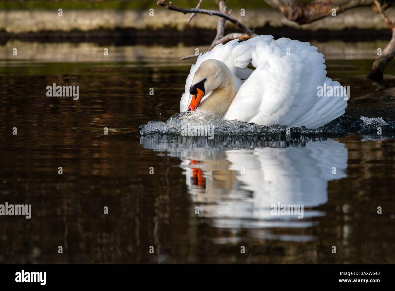 I cigni muti (Cygnus olor) eseguono un'elegante mostra di corteggiamento sull'acqua, mostrando i loro movimenti aggraziati e il loro comportamento di legame. Foto Stock