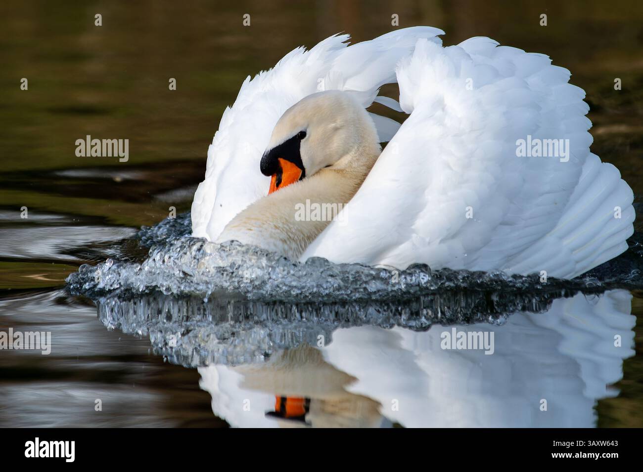 I cigni muti (Cygnus olor) eseguono un'elegante mostra di corteggiamento sull'acqua, mostrando i loro movimenti aggraziati e il loro comportamento di legame. Foto Stock