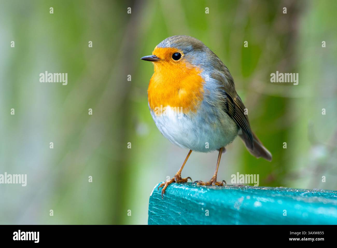 Un robin europeo (erithacus rubecula) arroccato su una panchina verde nel Bois de Boulogne, che mescola la vita urbana con il fascino della natura. Foto Stock