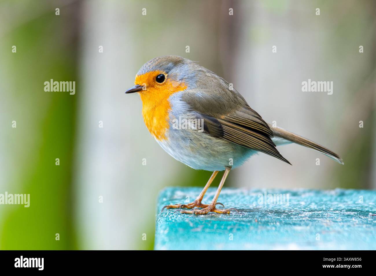 Un robin europeo (erithacus rubecula) arroccato su una panchina verde nel Bois de Boulogne, che mescola la vita urbana con il fascino della natura. Foto Stock