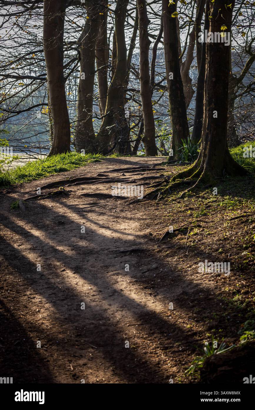 Guardando lungo un sentiero circondato da alberi, in una mattinata di primavera a Merseyside Foto Stock