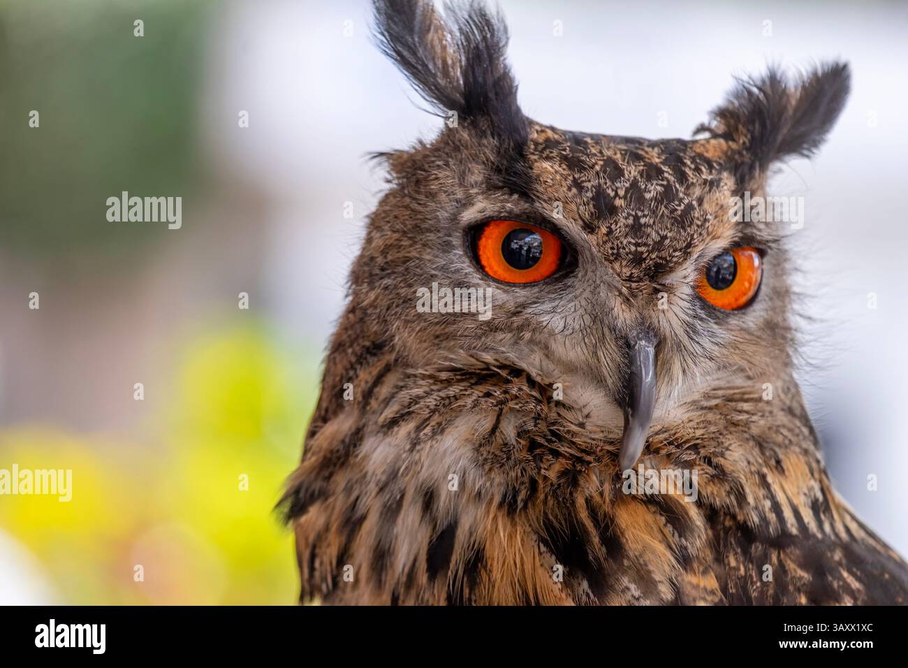 Gufo dell'Aquila europea, bubo bubo, Cantabria, Spagna Foto Stock