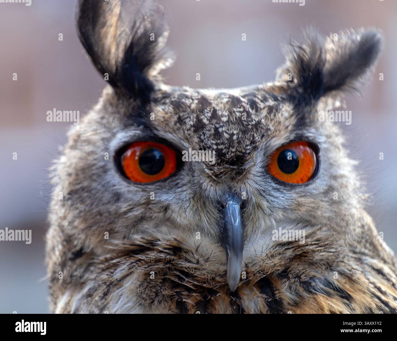 Gufo dell'Aquila europea, bubo bubo, Cantabria, Spagna Foto Stock
