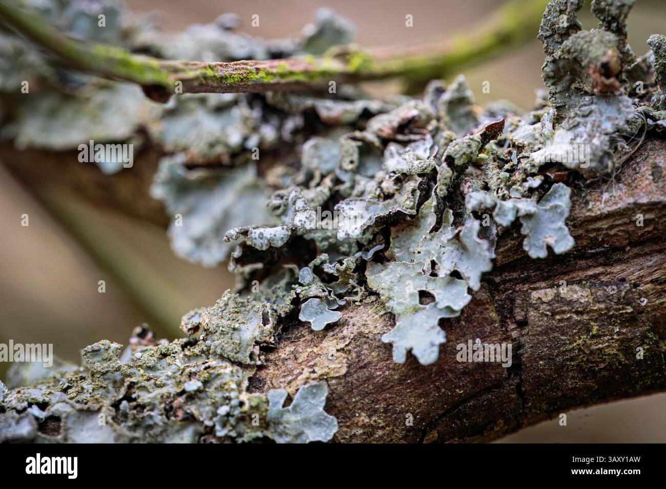Lichene su un albero su una passeggiata nel bosco, primavera 2025, Northumberland Foto Stock